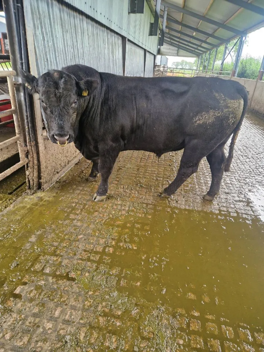 AA Bull - Image 1