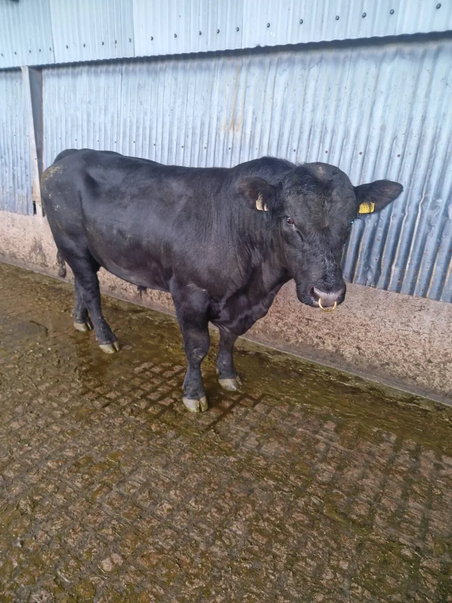 AA Bull - Image 2