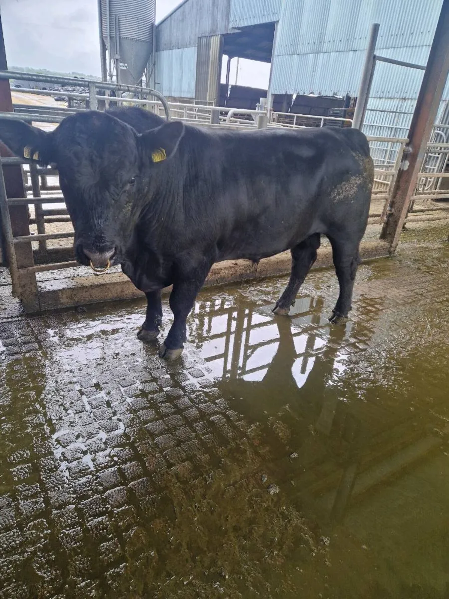 AA Bull - Image 3