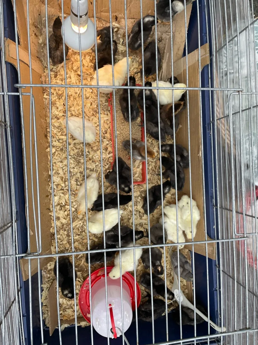 Chicks - Image 1