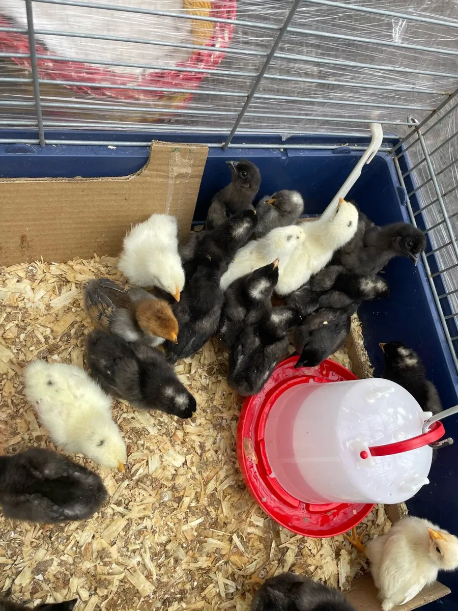 Chicks - Image 2