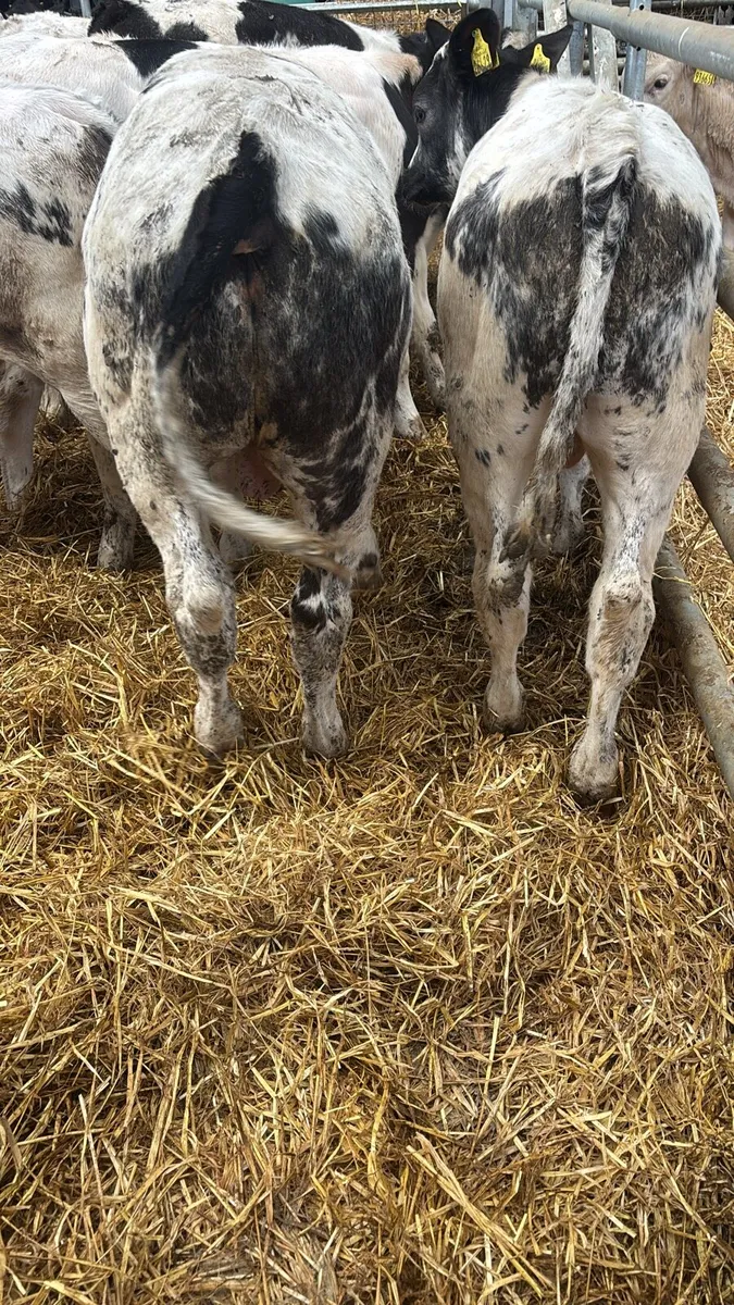 30 BELGIAN BLUE WEANLINGS .     READY FOR GRASS . - Image 3