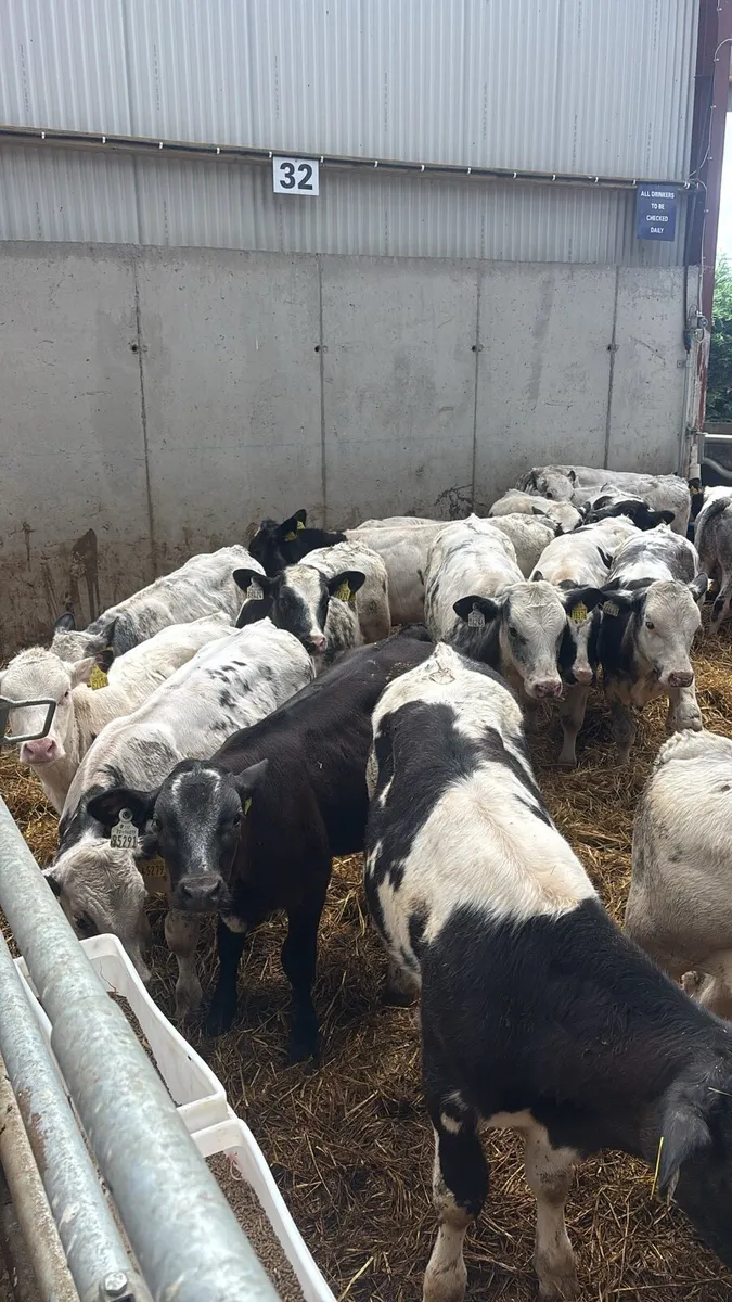 30 BELGIAN BLUE WEANLINGS .     READY FOR GRASS . - Image 1