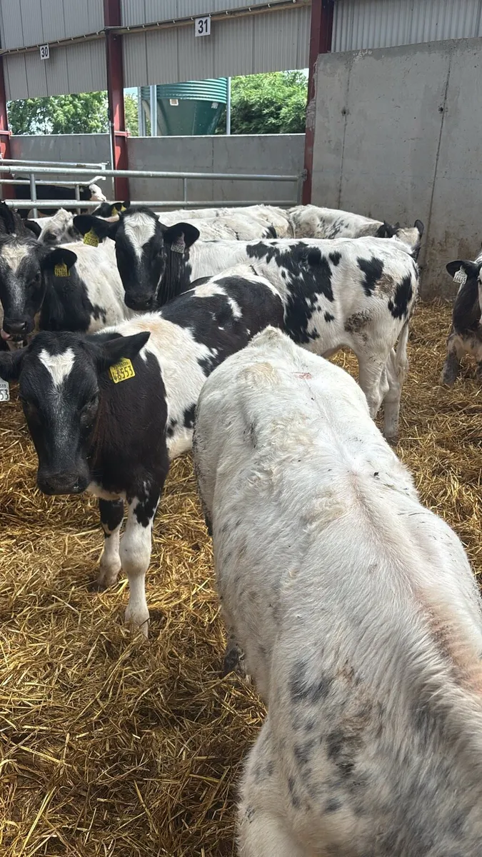 30 BELGIAN BLUE WEANLINGS .     READY FOR GRASS . - Image 4