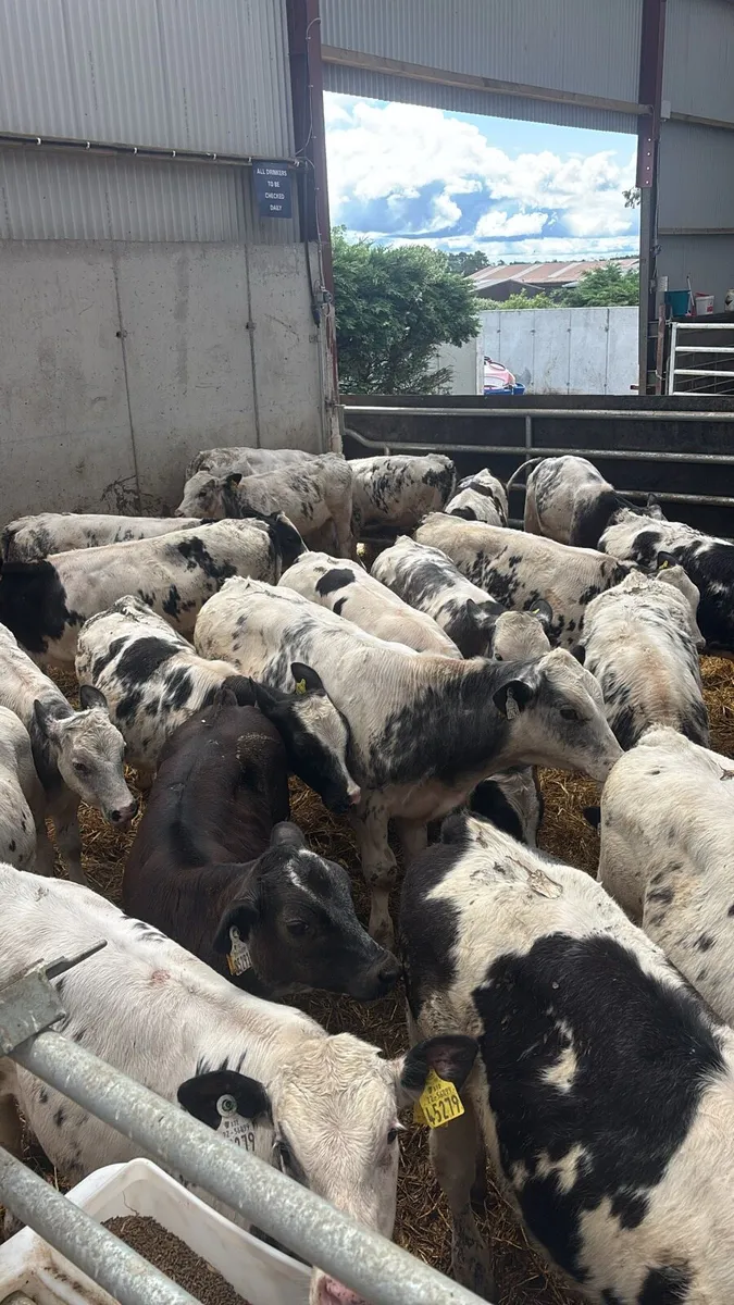 30 BELGIAN BLUE WEANLINGS .     READY FOR GRASS . - Image 2