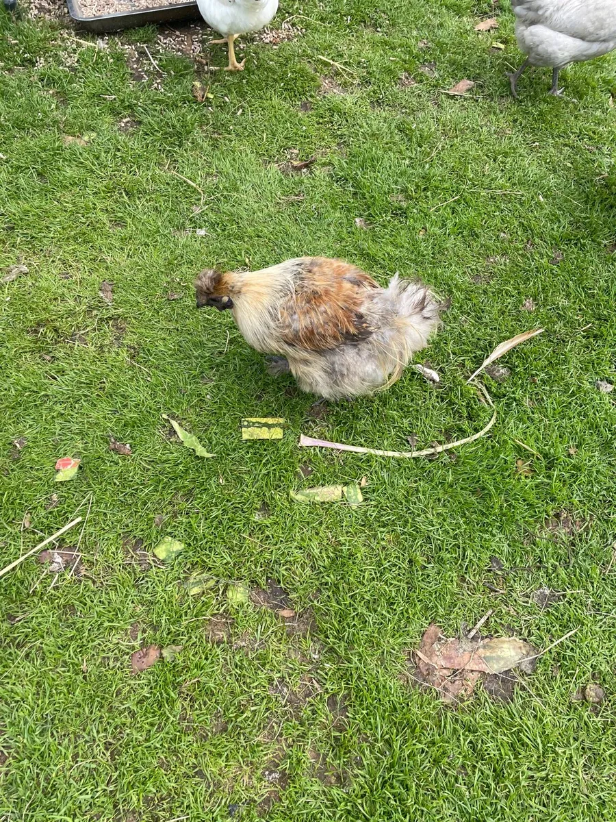 Chicks - Image 3