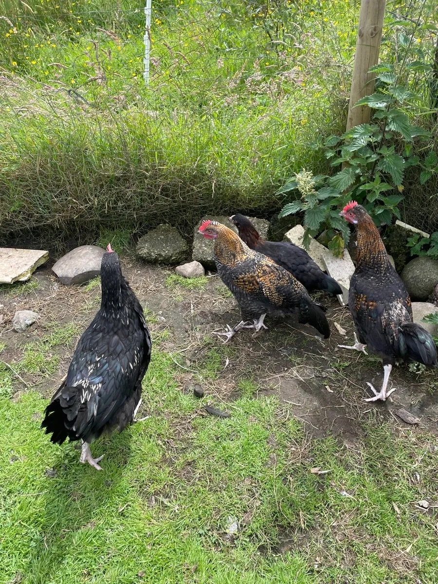 Chicks - Image 4