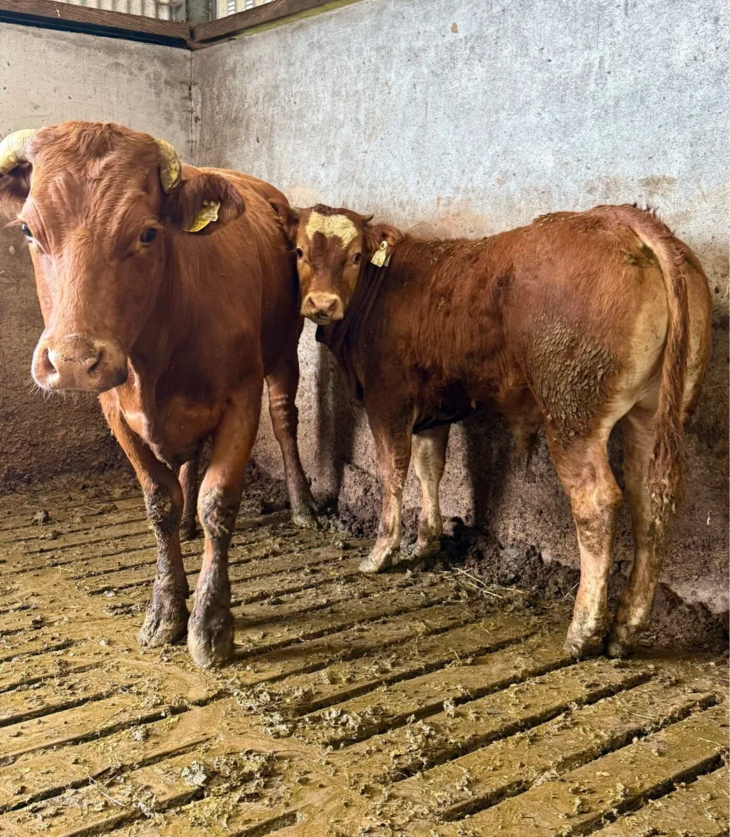 ⭐️Athenry Mart ⭐️ Cows & Calfs 2nd July ⭐️ - Image 1