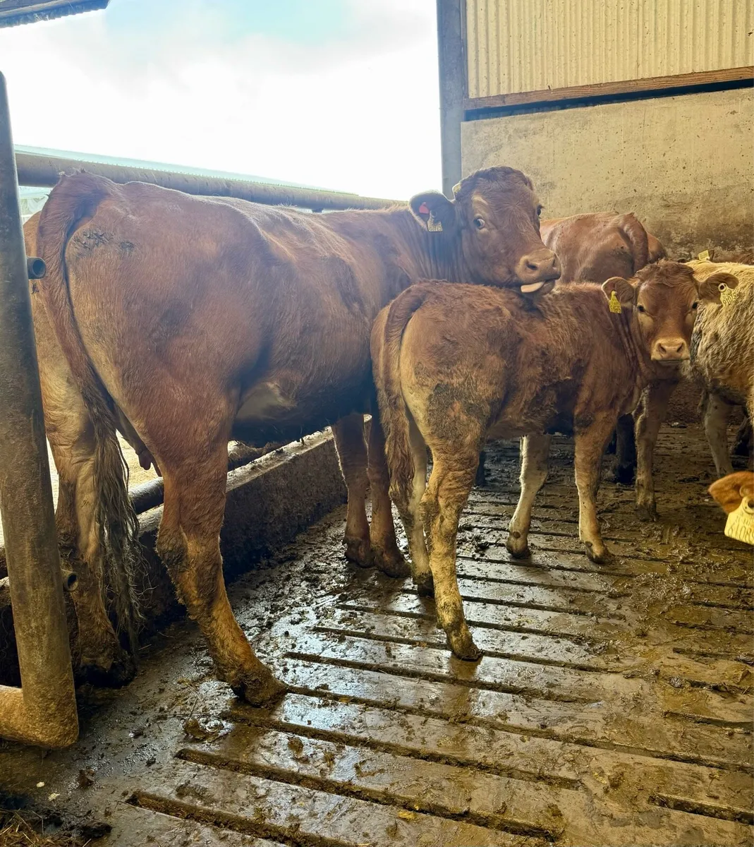 ⭐️Athenry Mart ⭐️ Cows & Calfs 2nd July ⭐️ - Image 2