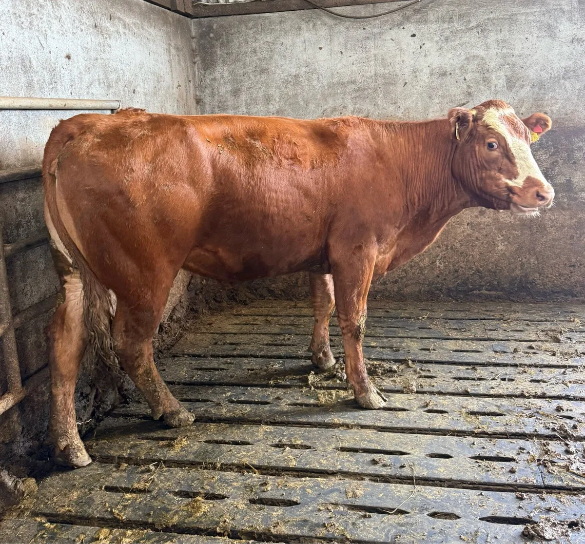 ⭐️Athenry Mart ⭐️ Cows & Calfs 2nd July ⭐️ - Image 3