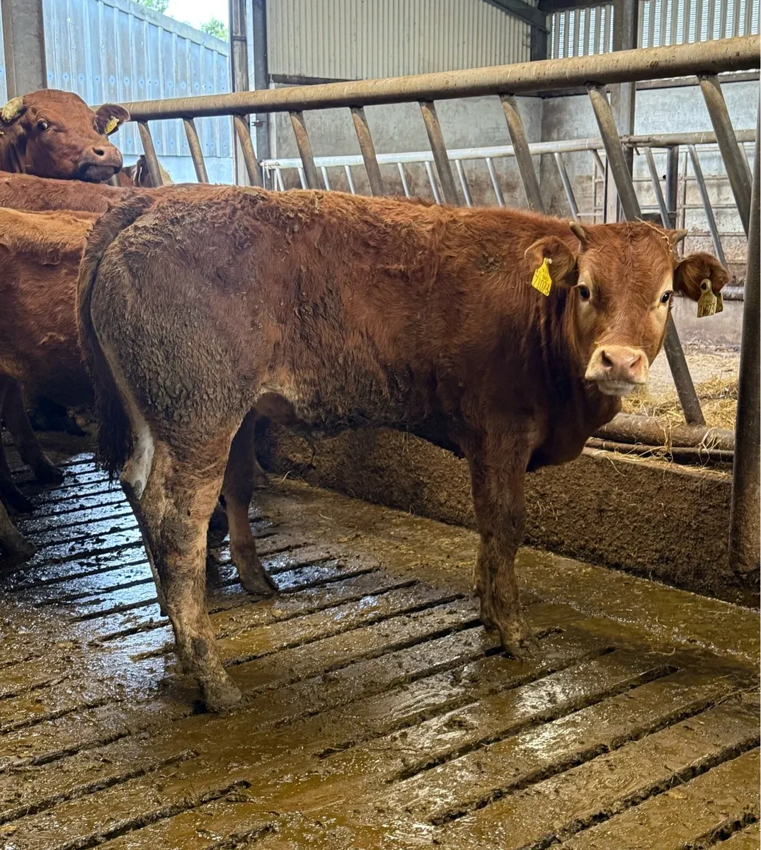 ⭐️Athenry Mart ⭐️ Cows & Calfs 2nd July ⭐️ - Image 4