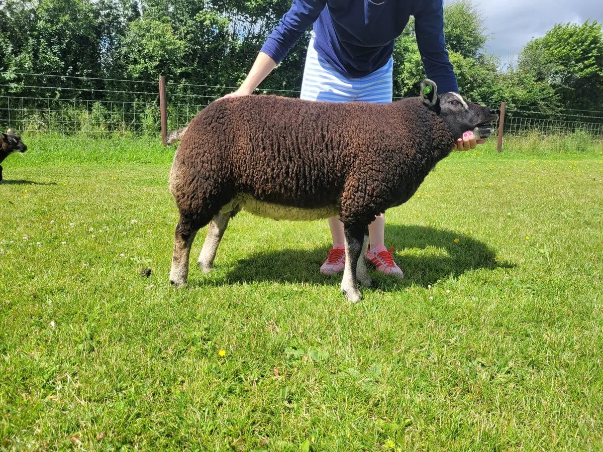 Pedigree registered Dassenkop/Badger face Ram Lamb - Image 2