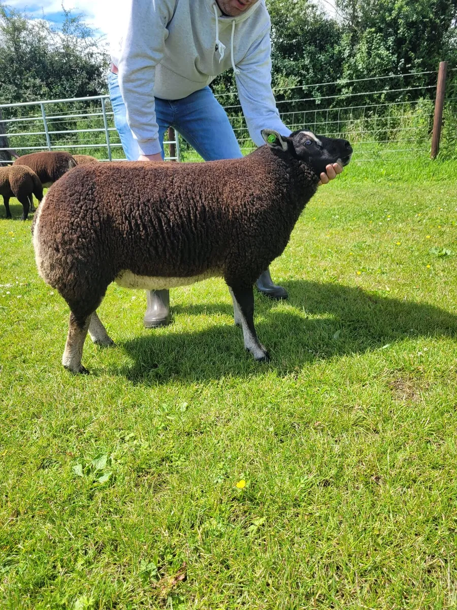 Pedigree registered Dassenkop/Badger face Ram Lamb - Image 1