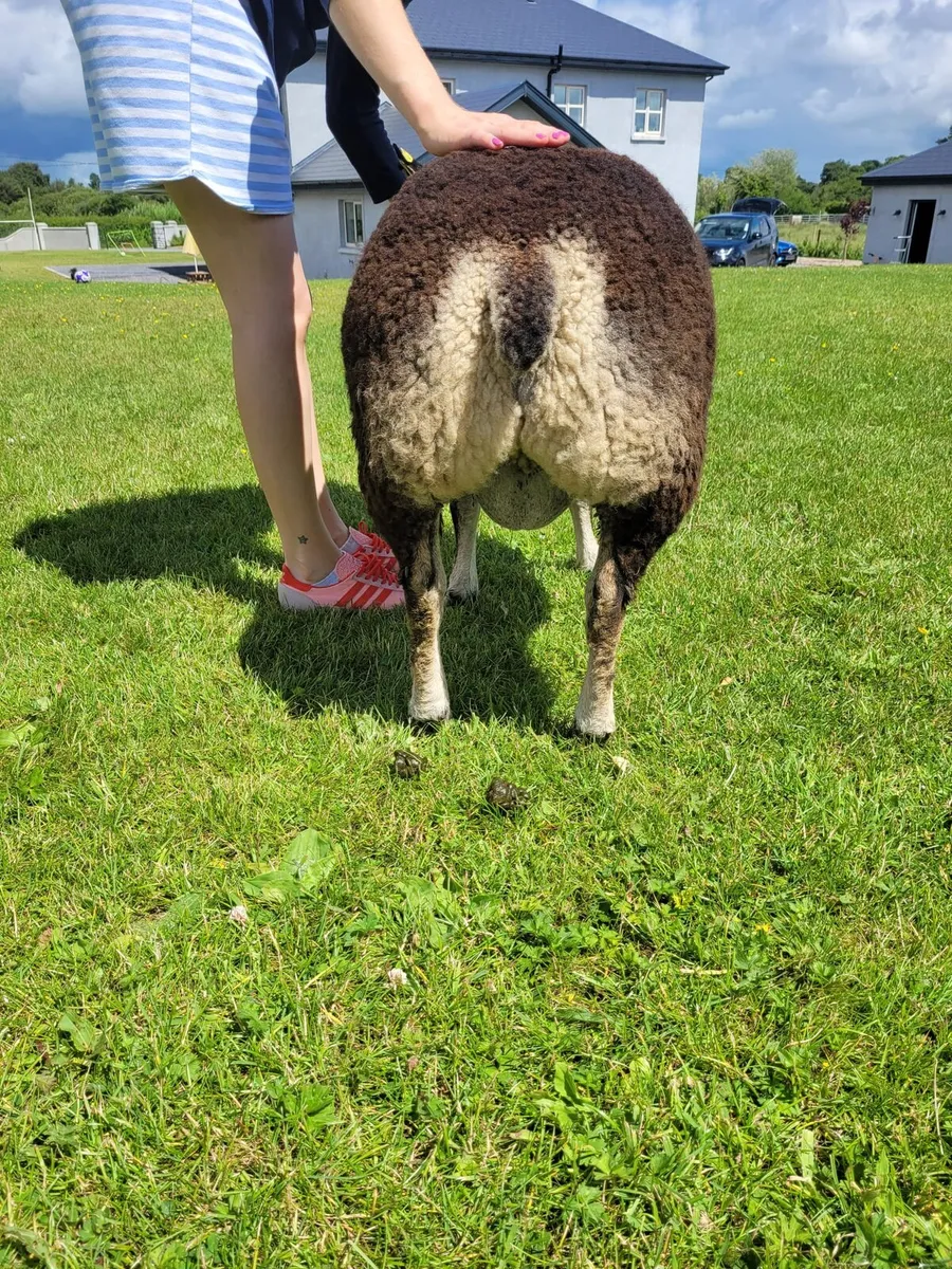 Pedigree registered Dassenkop/Badger face Ram Lamb - Image 3