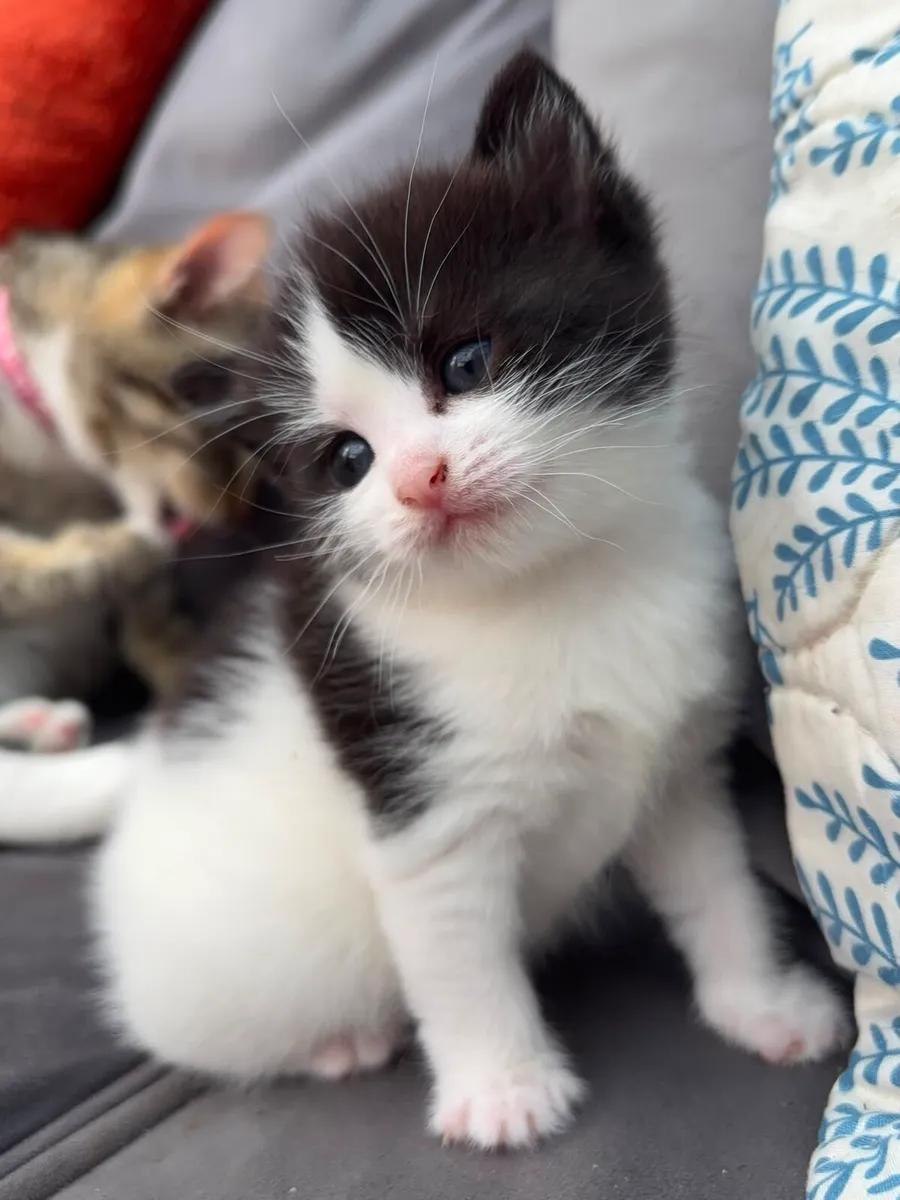 Kitten for good home - Image 1