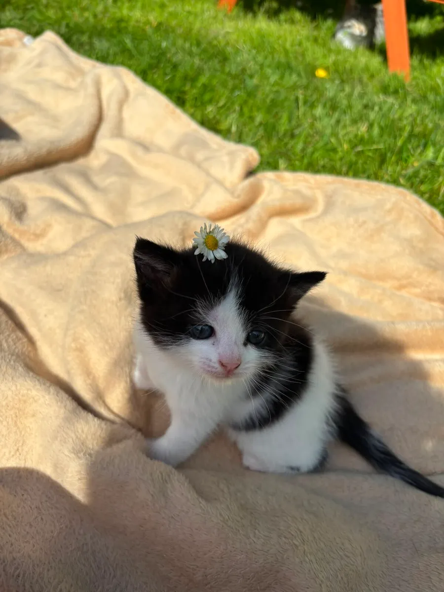Kitten for good home - Image 2