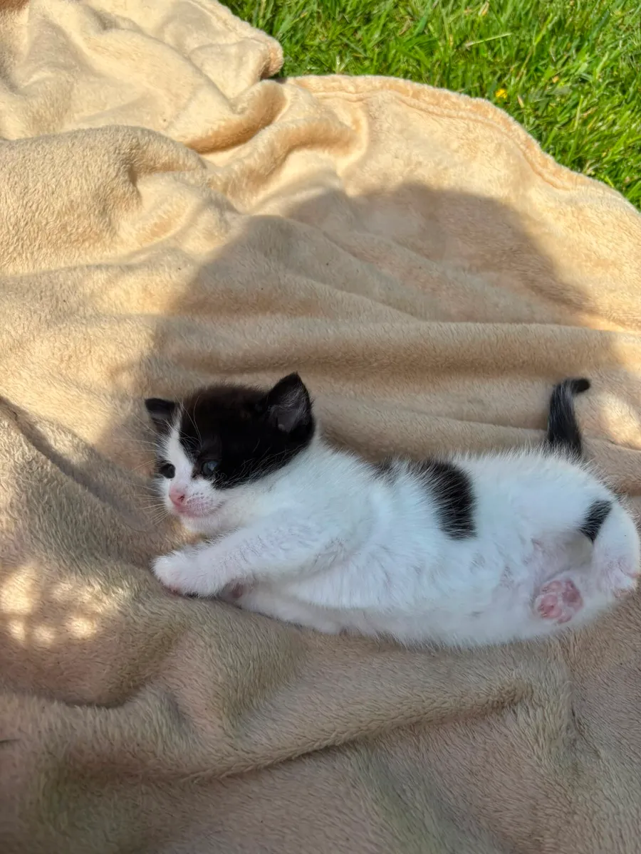 Kitten for good home - Image 3