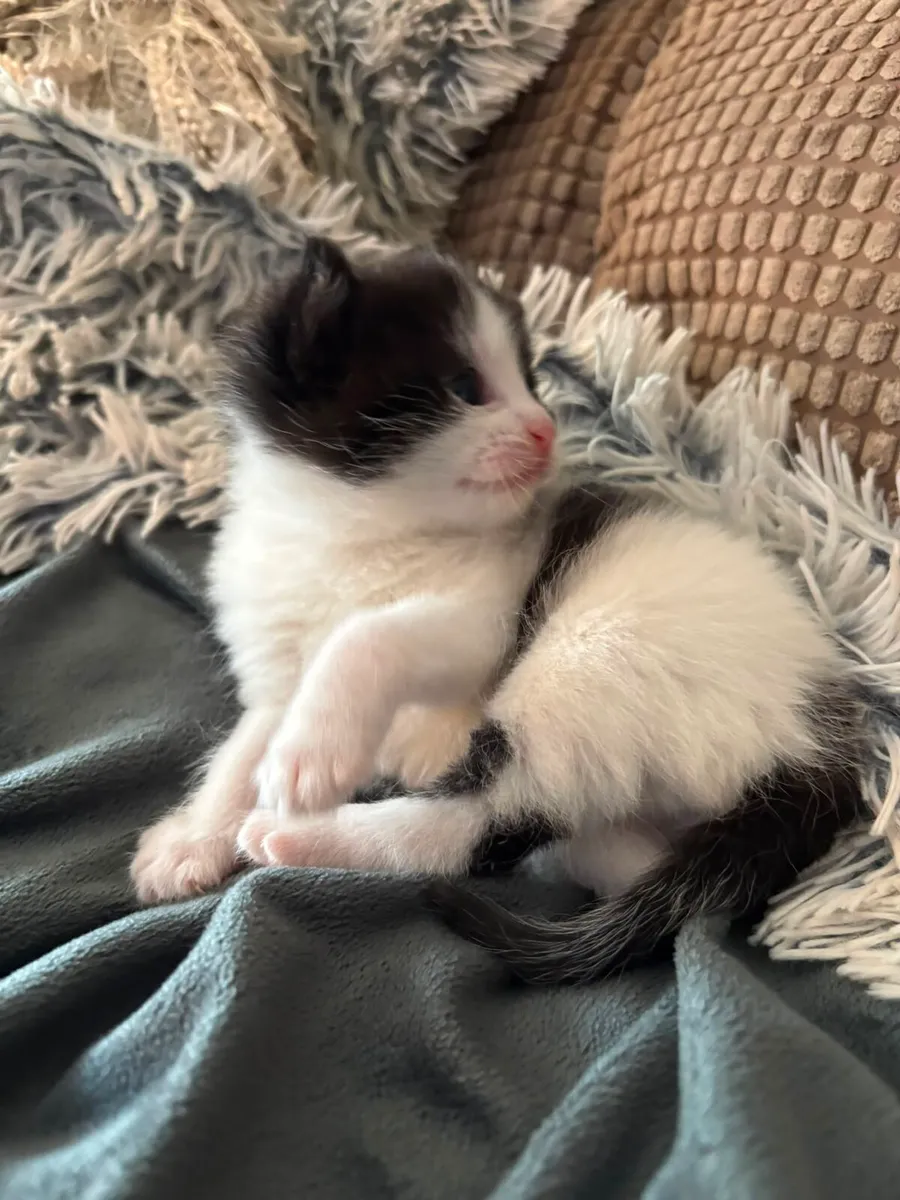 Kitten for good home - Image 4