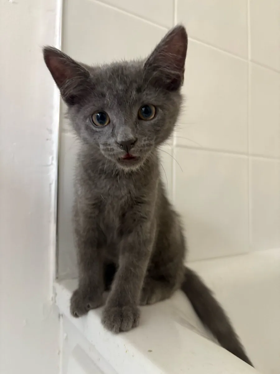 Half British short hair kittens - Image 4