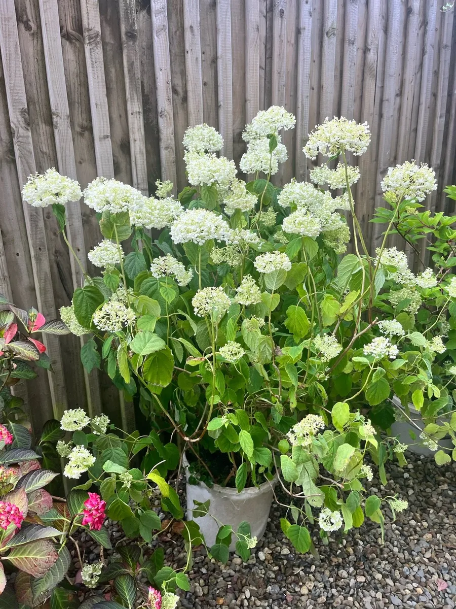 Hydrangeas bushes - Image 3