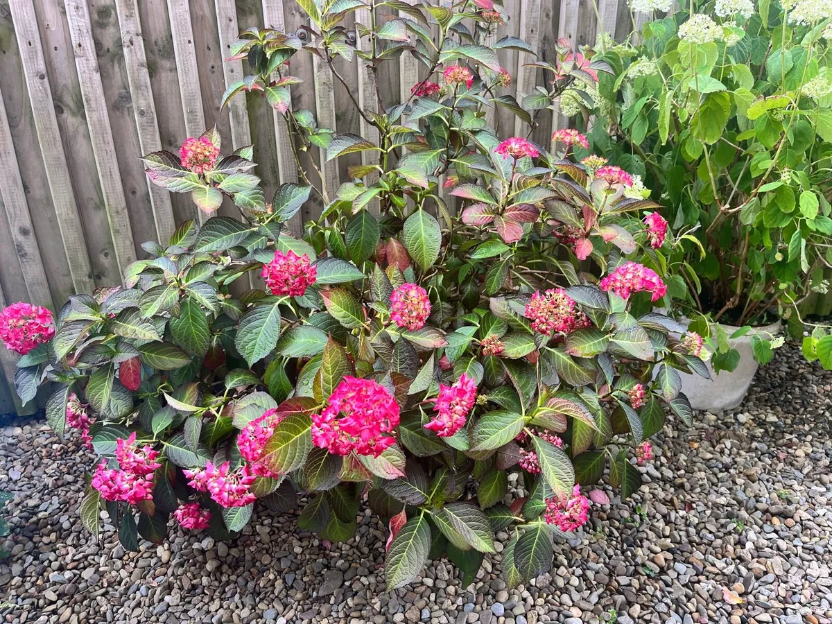 Hydrangeas bushes - Image 4
