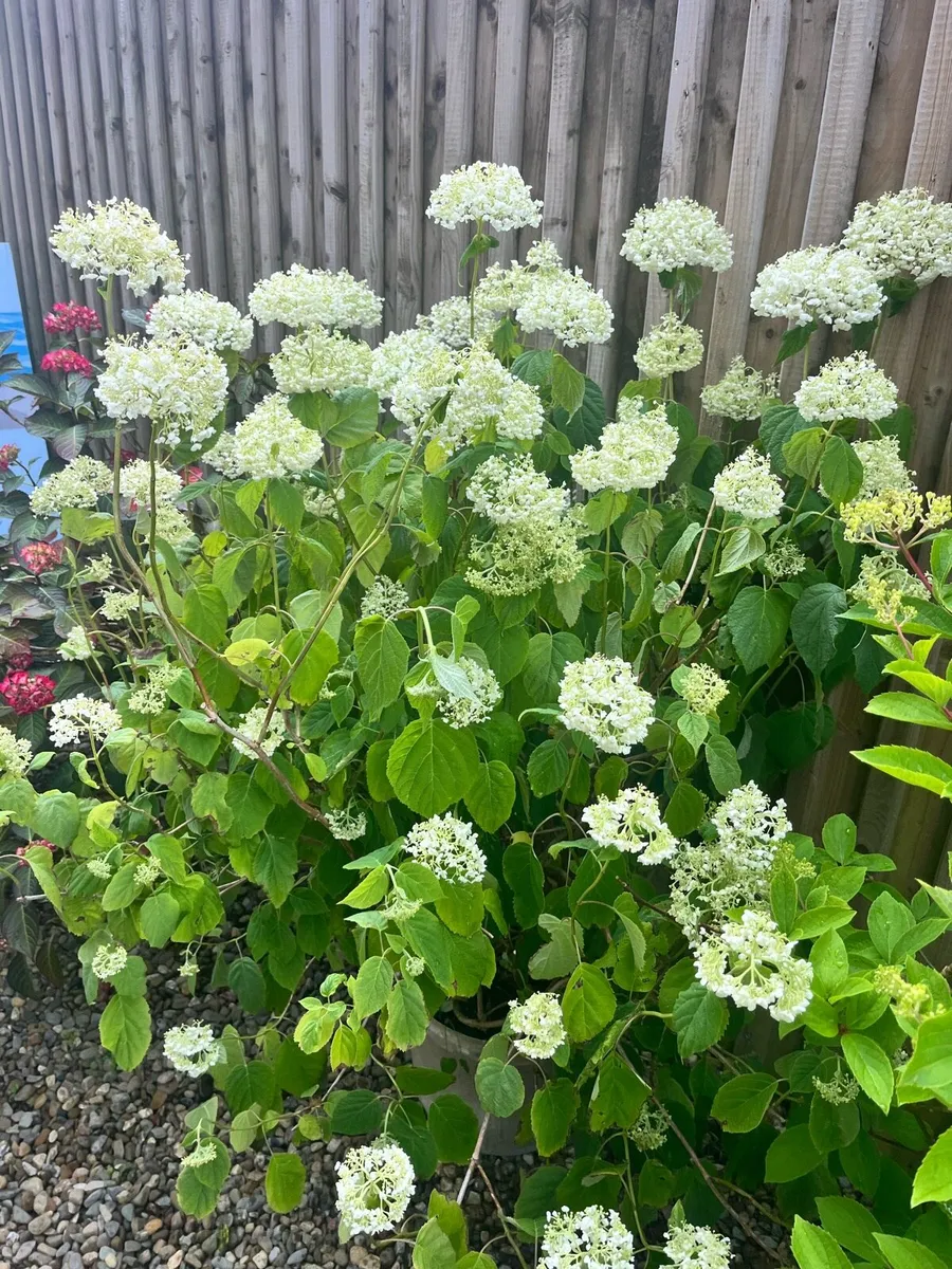 Hydrangeas bushes - Image 1