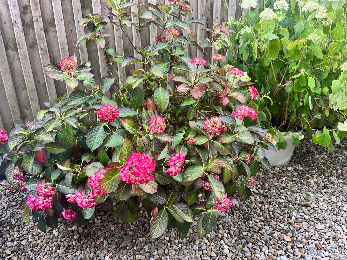 Hydrangeas bushes - Image 2