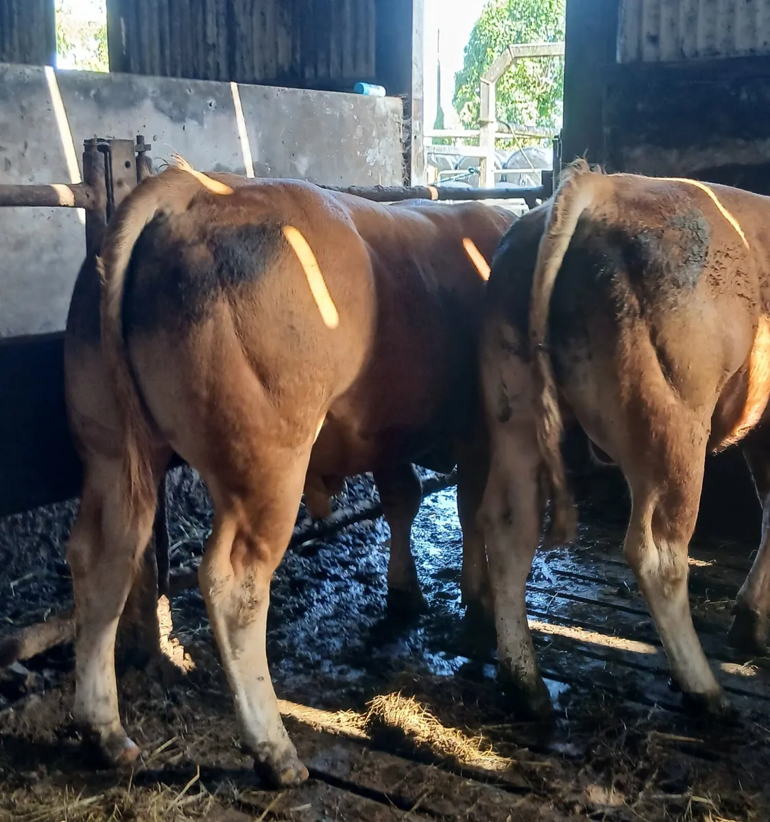Limousin Bulls - Image 2