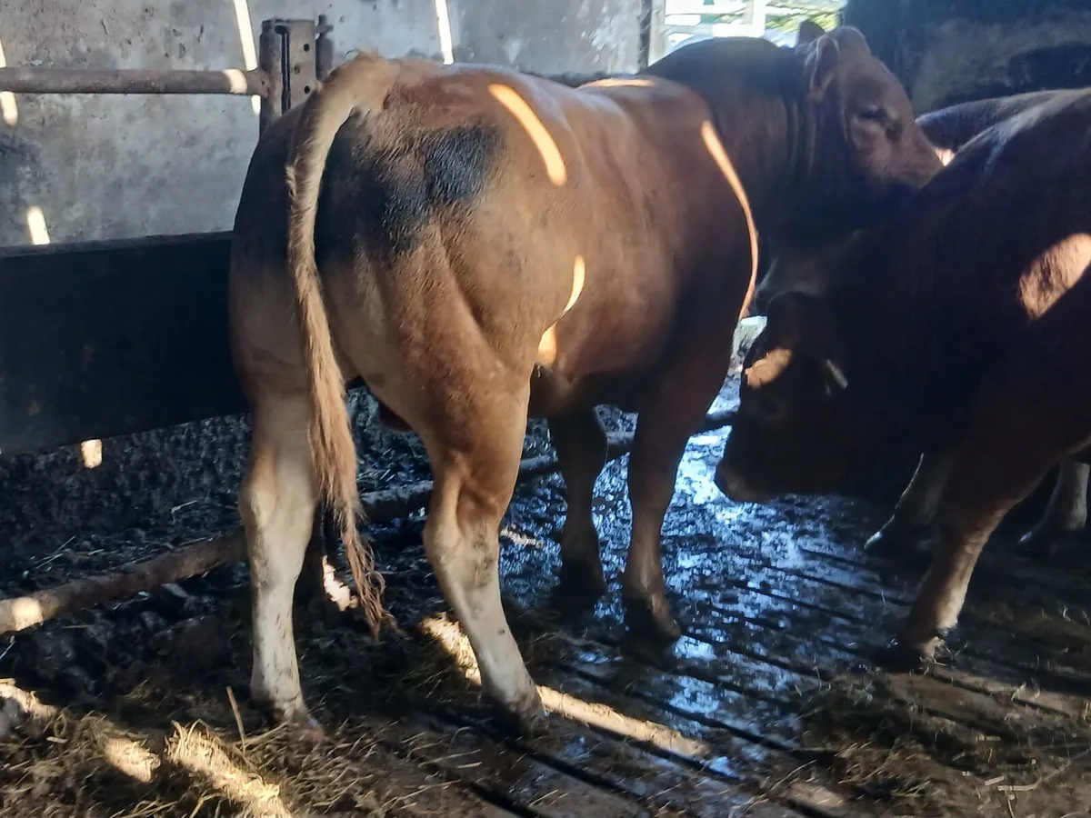 Limousin Bulls - Image 4