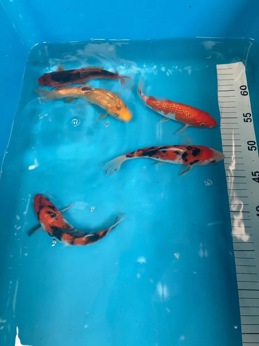 Japanese koi - Image 2