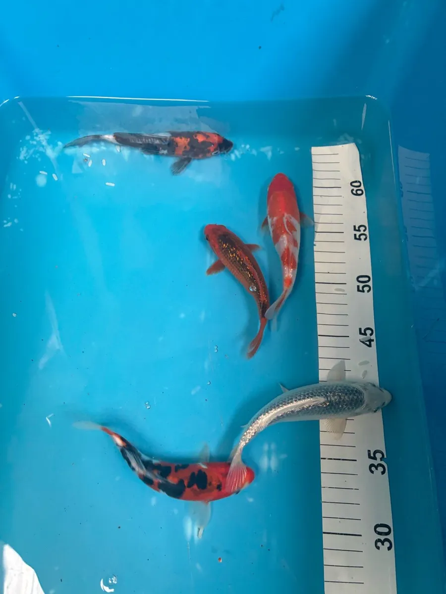 Japanese koi - Image 3