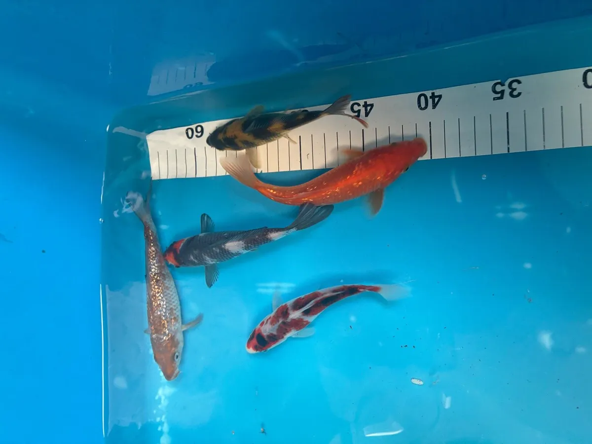 Japanese koi - Image 4