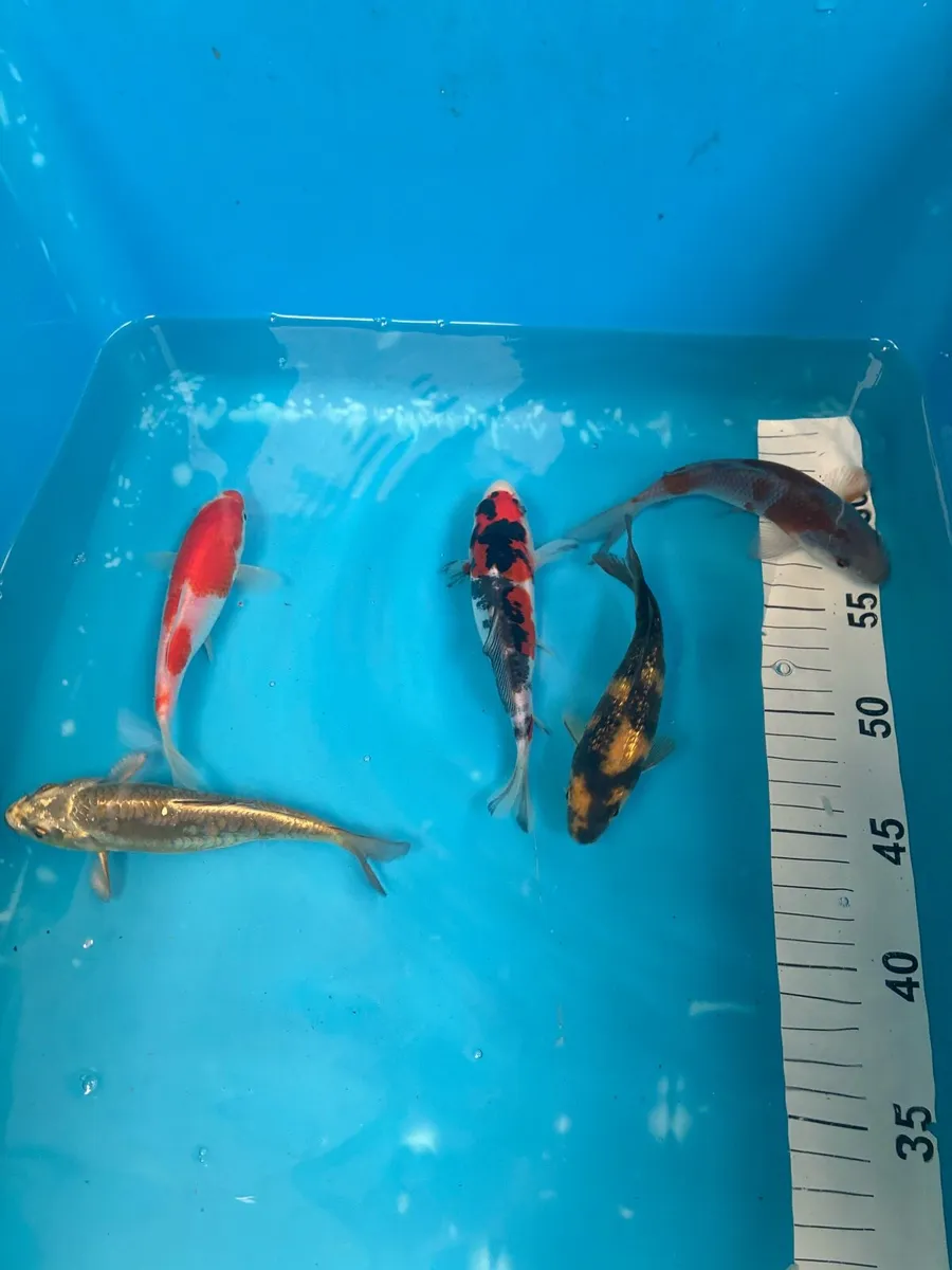 Japanese koi - Image 1