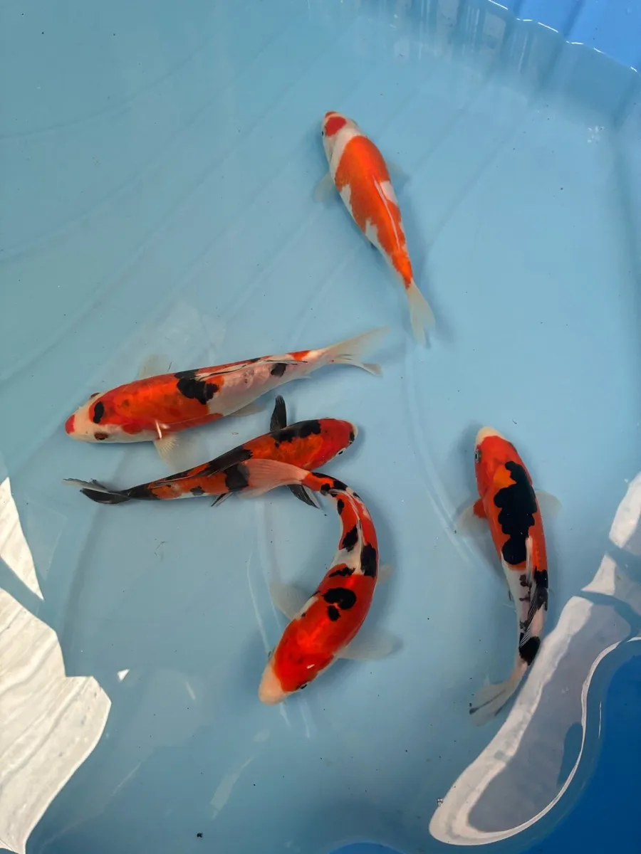 Japanese koi - Image 1