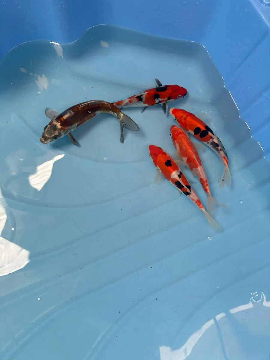 Japanese koi - Image 2