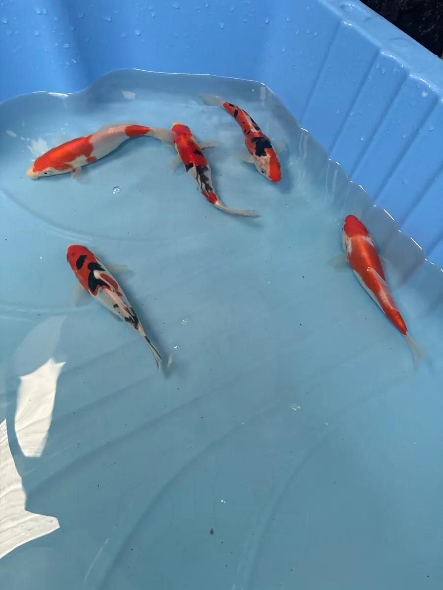 Japanese koi - Image 3