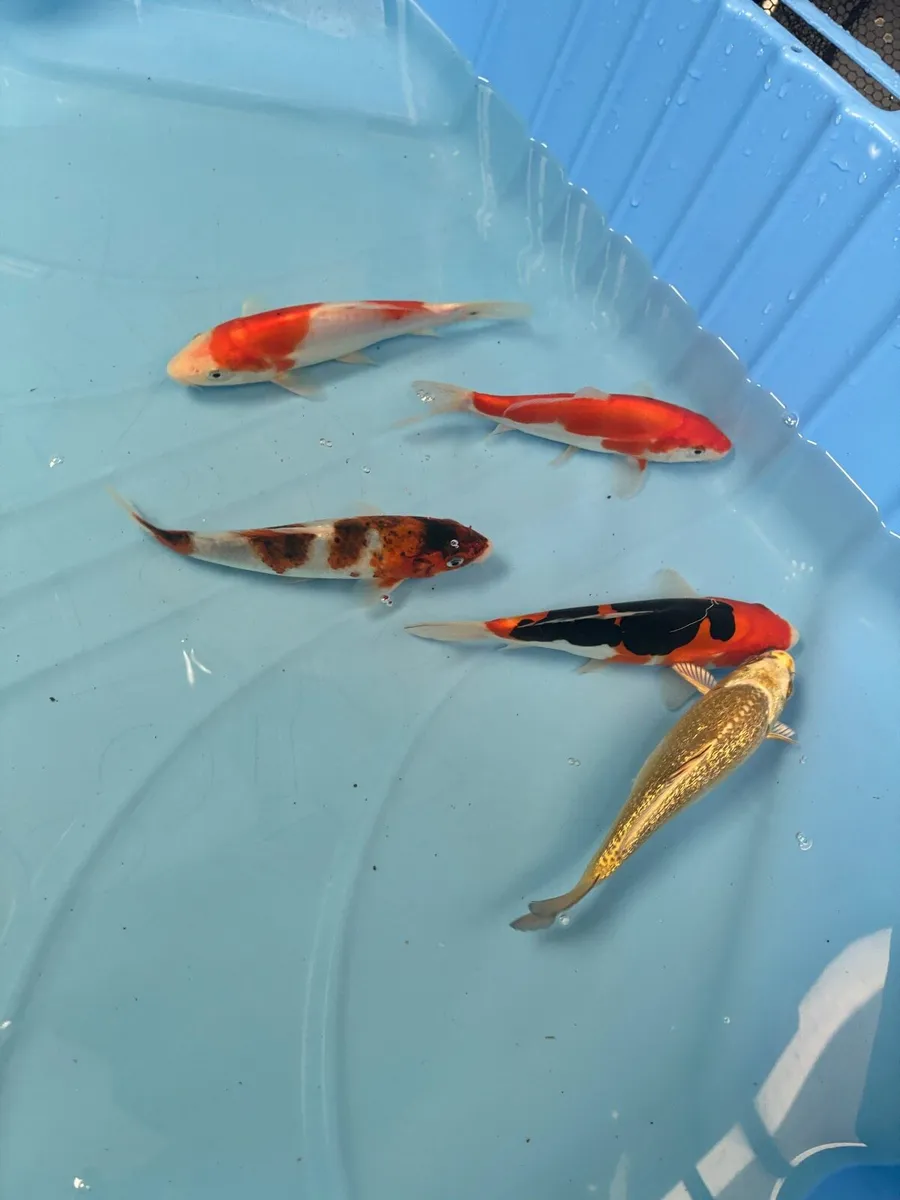 Japanese koi - Image 4