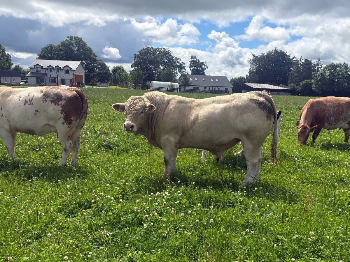Charolais Bull - Image 1