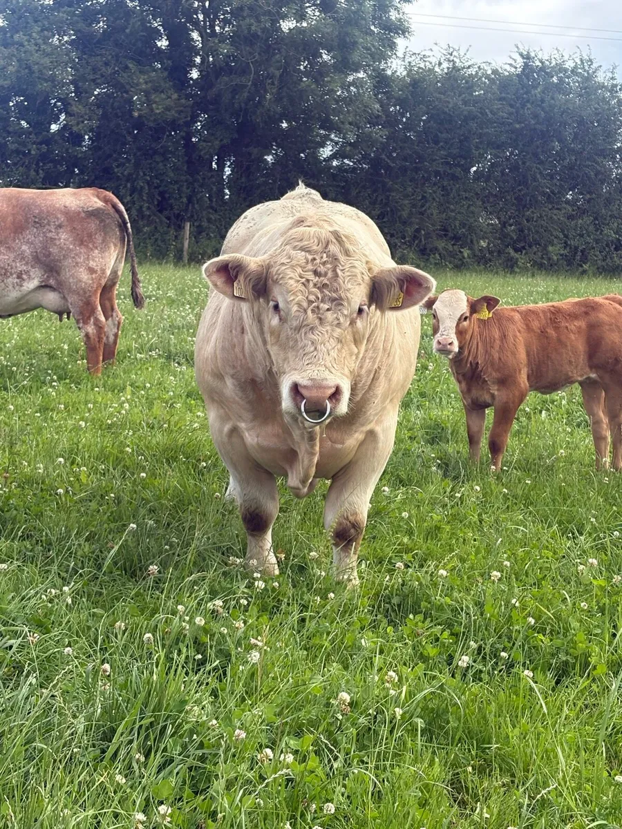 Charolais Bull - Image 2