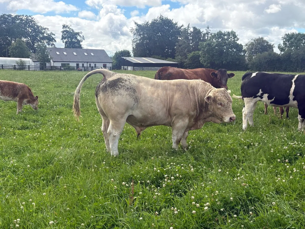 Charolais Bull - Image 3
