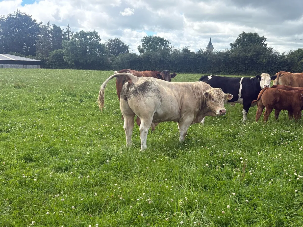 Charolais Bull - Image 4