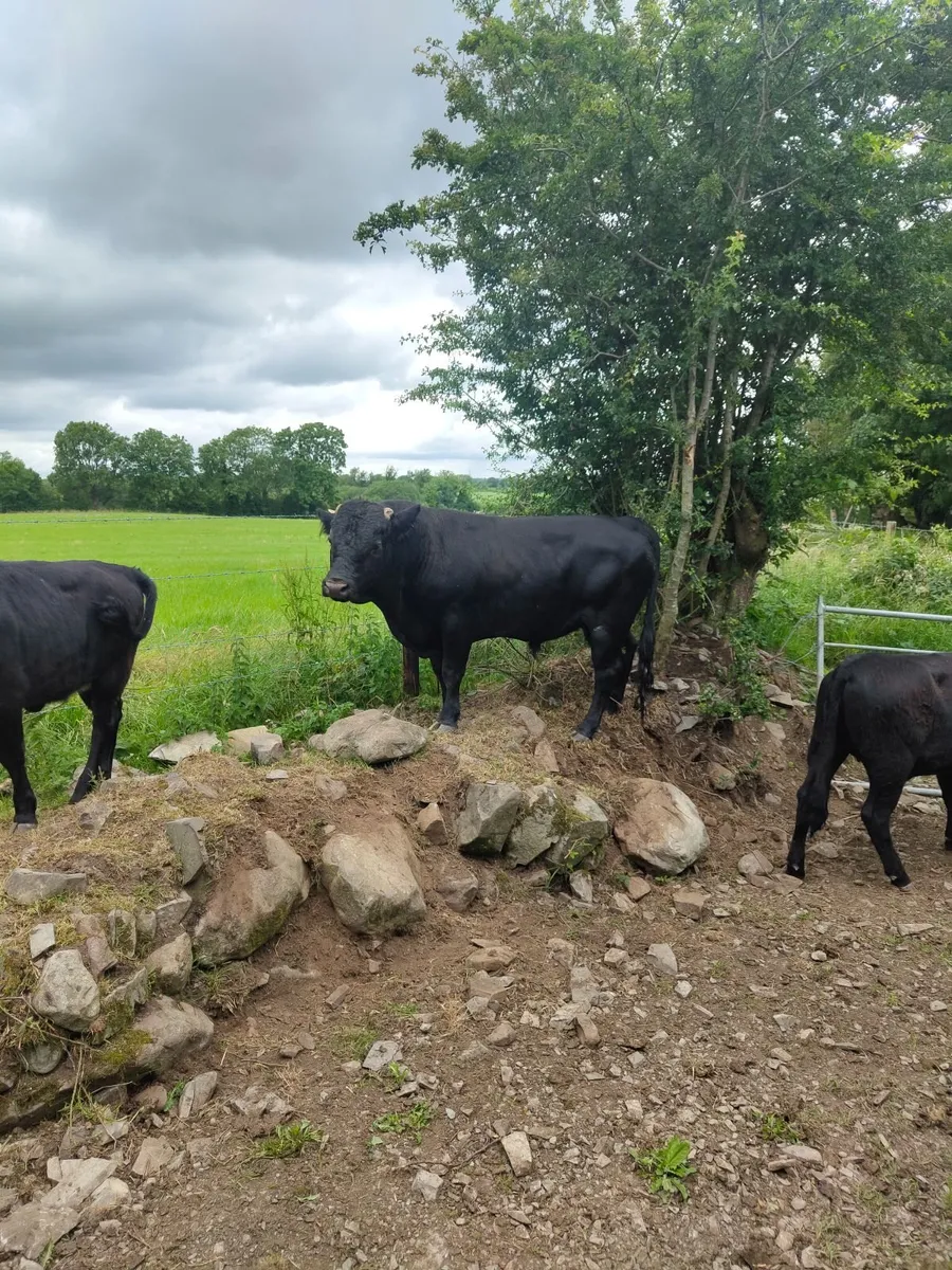 4*Pedigree Dexter Bull - Price Drop. - Image 1