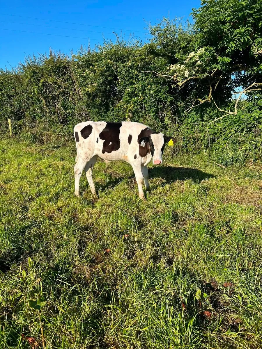 friesian bull calf - Image 2