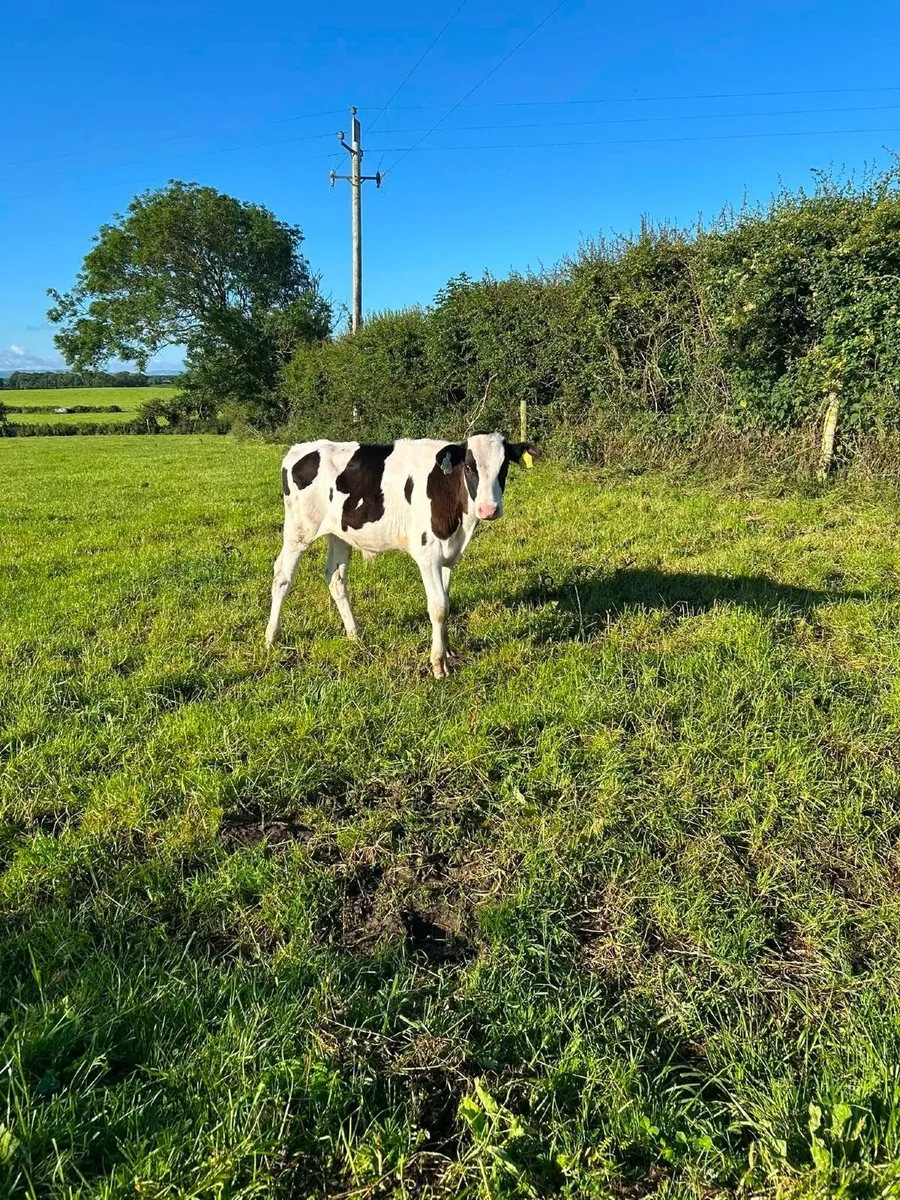 friesian bull calf - Image 3