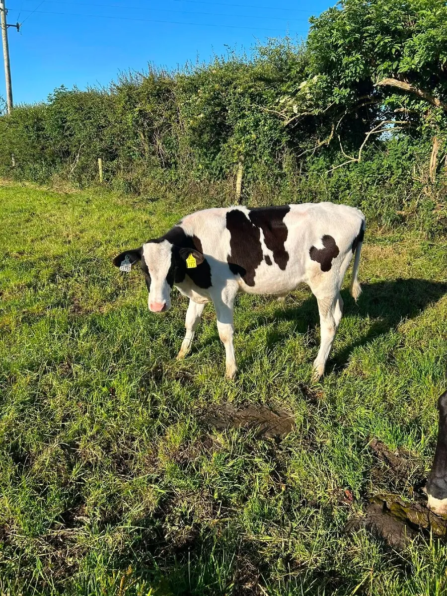 friesian bull calf - Image 1
