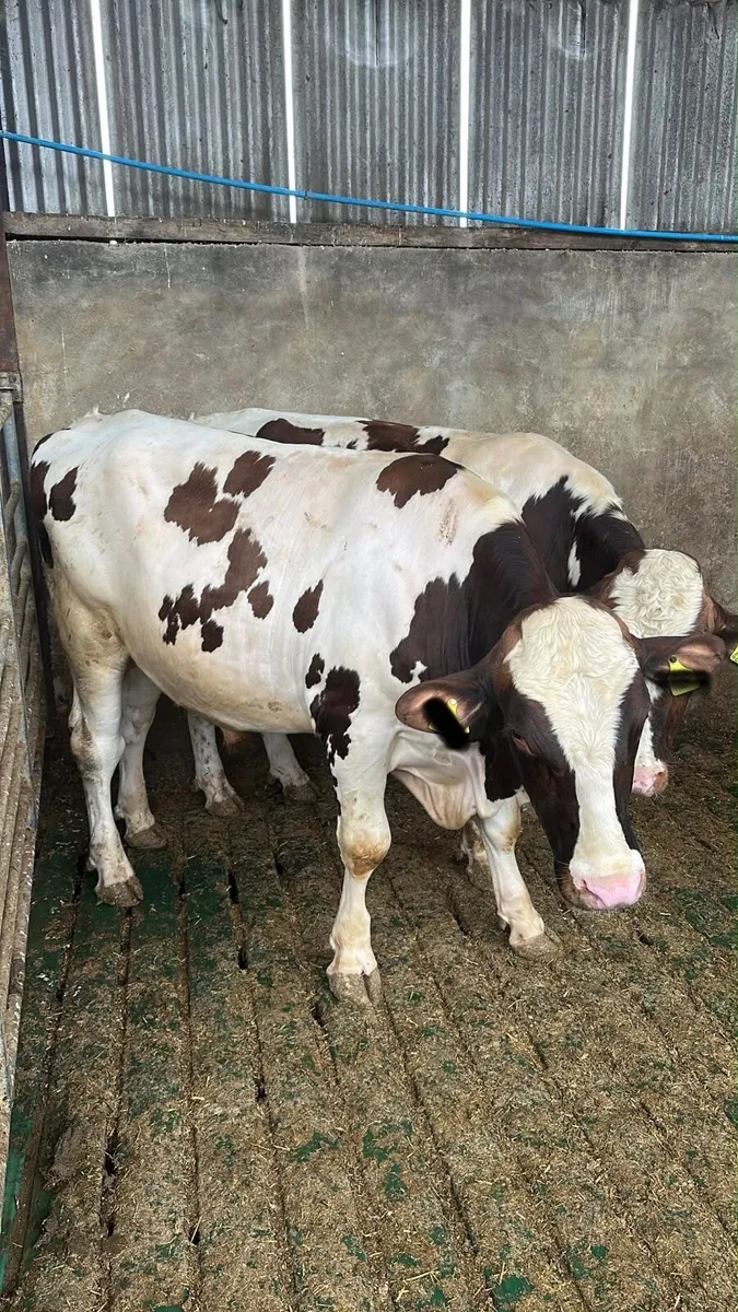 Bulls - Image 1