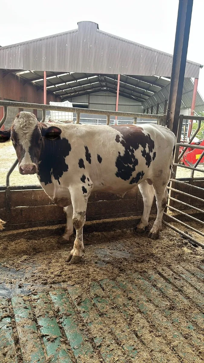 Bulls - Image 3
