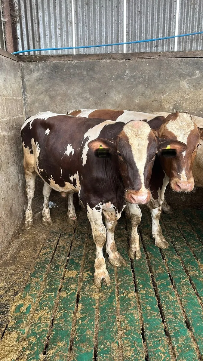 Bulls - Image 4