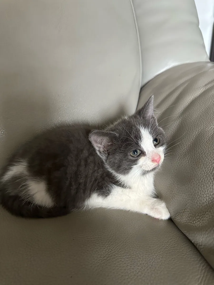 Kittens - Image 3