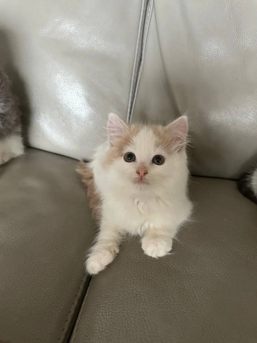 Kittens - Image 4